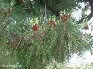 Pinus canariensis - foliage